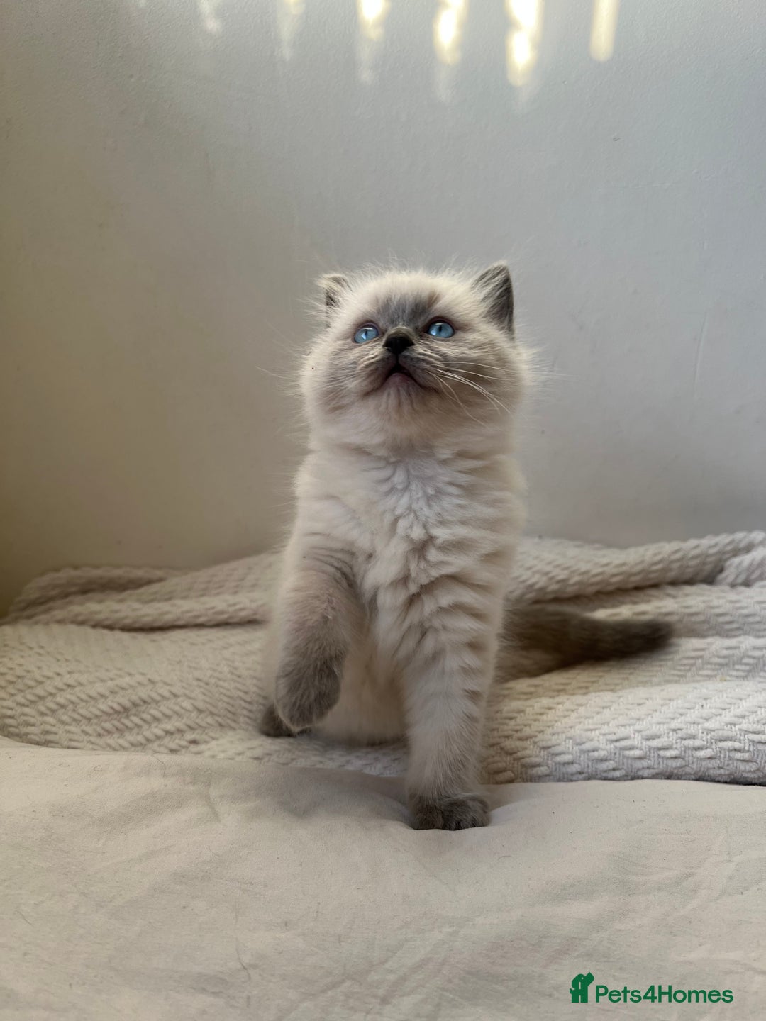 Ragdoll cats for sale: Adorable Ragdoll Kittens  🐾 - Advert 4