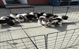 Akita dogs for sale: Akita pups Ready to leave 1st August  in Runcorn - Image 27