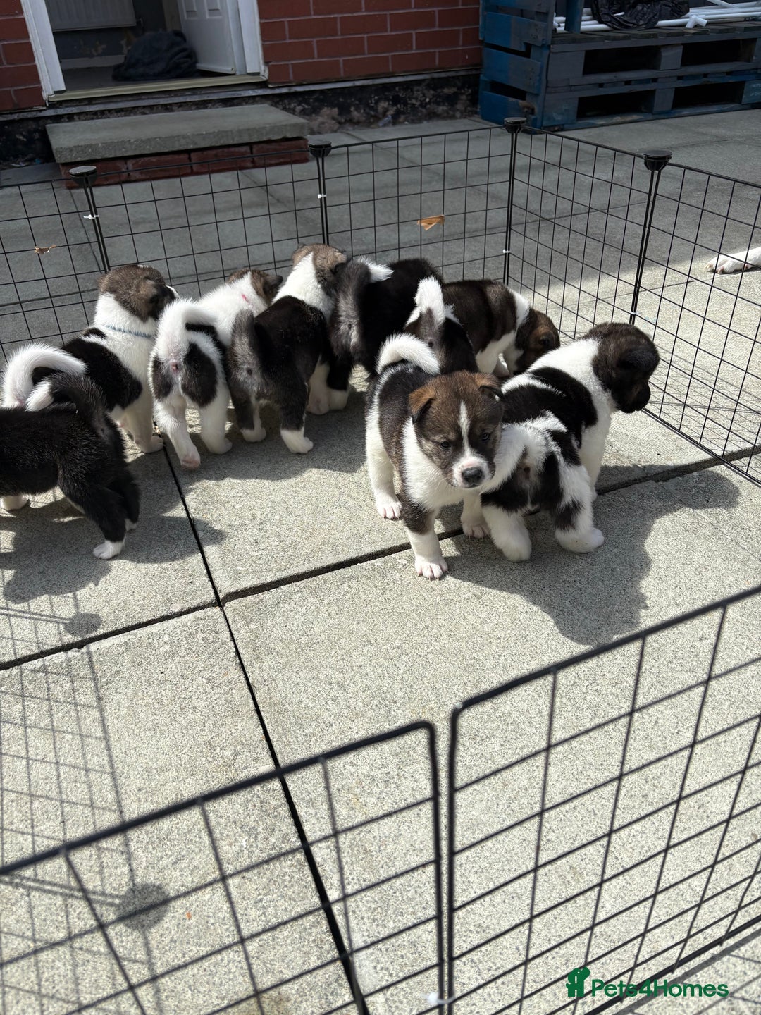 Akita dogs for sale: Akita pups Ready to leave 1st August  in Runcorn - Image 27