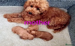 Toy Poodle dogs for sale: Tiny Toy Poodle - Image 14