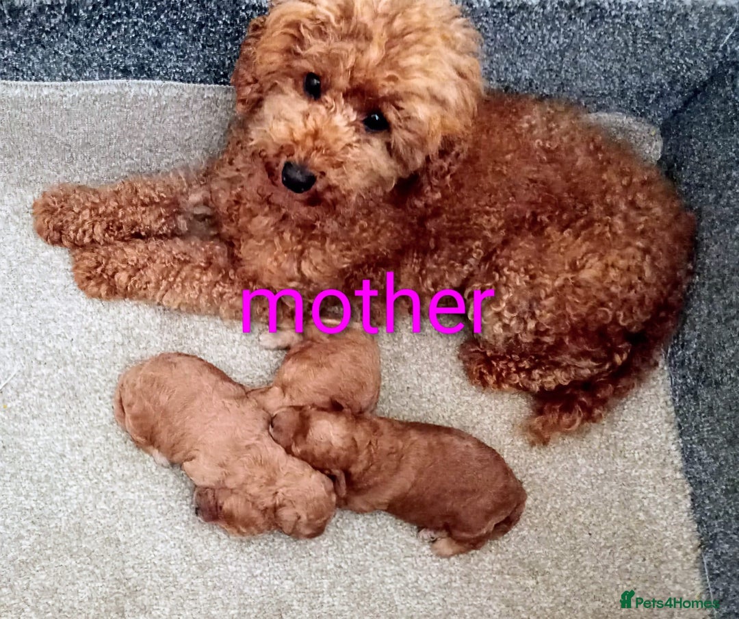 Toy Poodle dogs for sale: Tiny Toy Poodle - Image 14