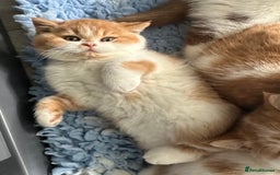British Shorthair cats for sale: Chunky Red and White British Shorthair TICA - Image 27