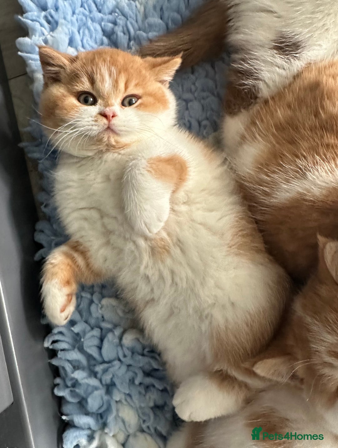 British Shorthair cats for sale: Chunky Red and White British Shorthair TICA - Image 27