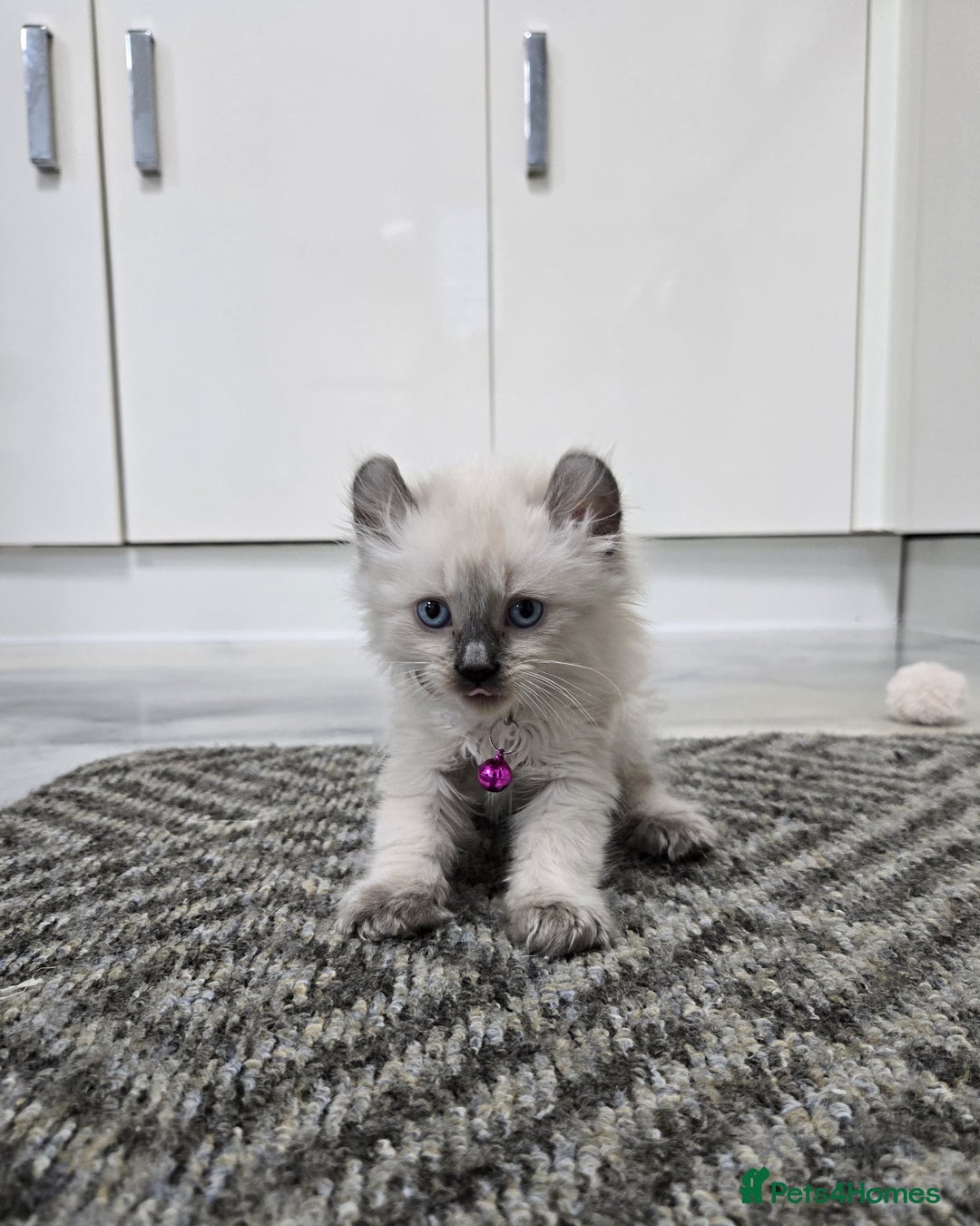 American Curl cats for sale: RARE, Unique, Affectionate American Curl Kittens!  - Advert 19