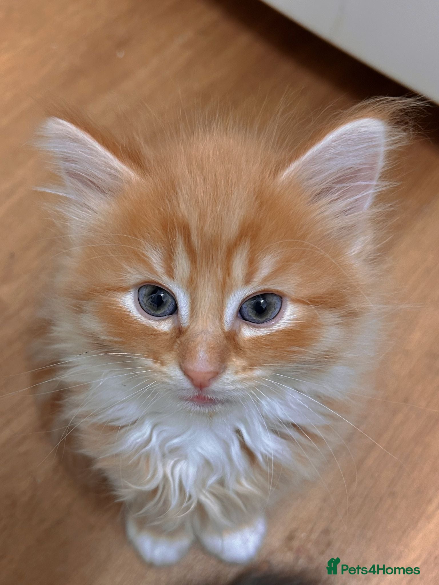 Mixed Breed cats Beautiful little boy ready for his new home ❤️ - Advert 1