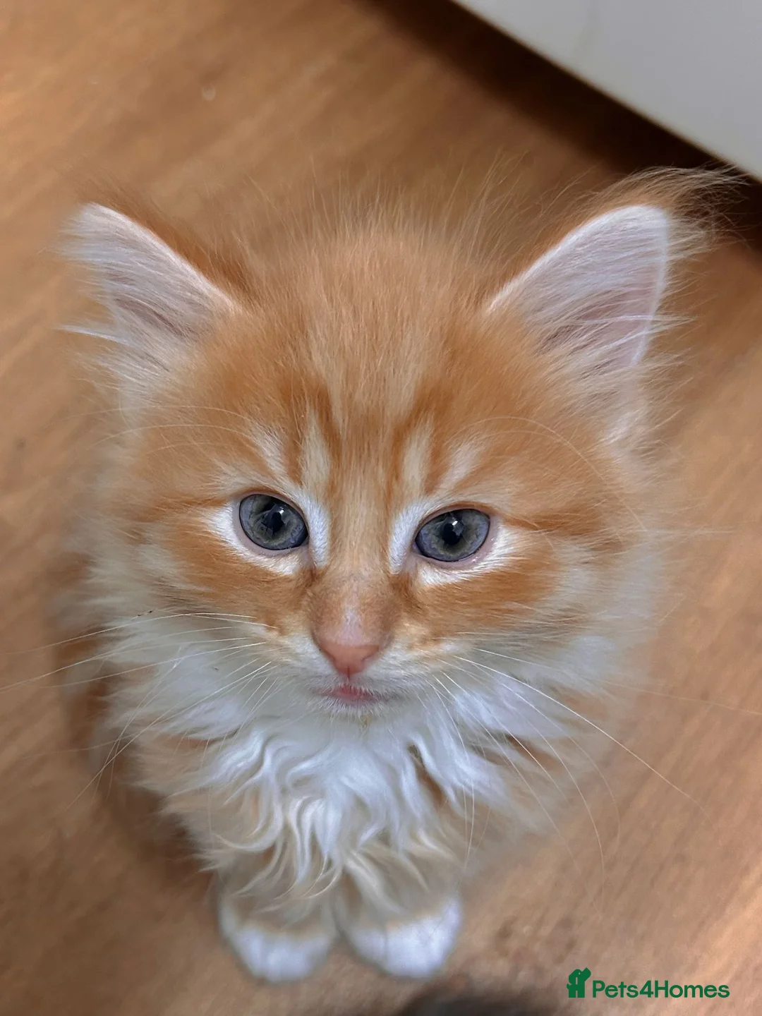 Mixed Breed cats for sale: Beautiful little boy ready for his new home ❤️ in Leicester - Advert 1