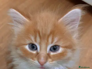 Mixed Breed cats Beautiful little boy ready for his new home ❤️ - Advert 1