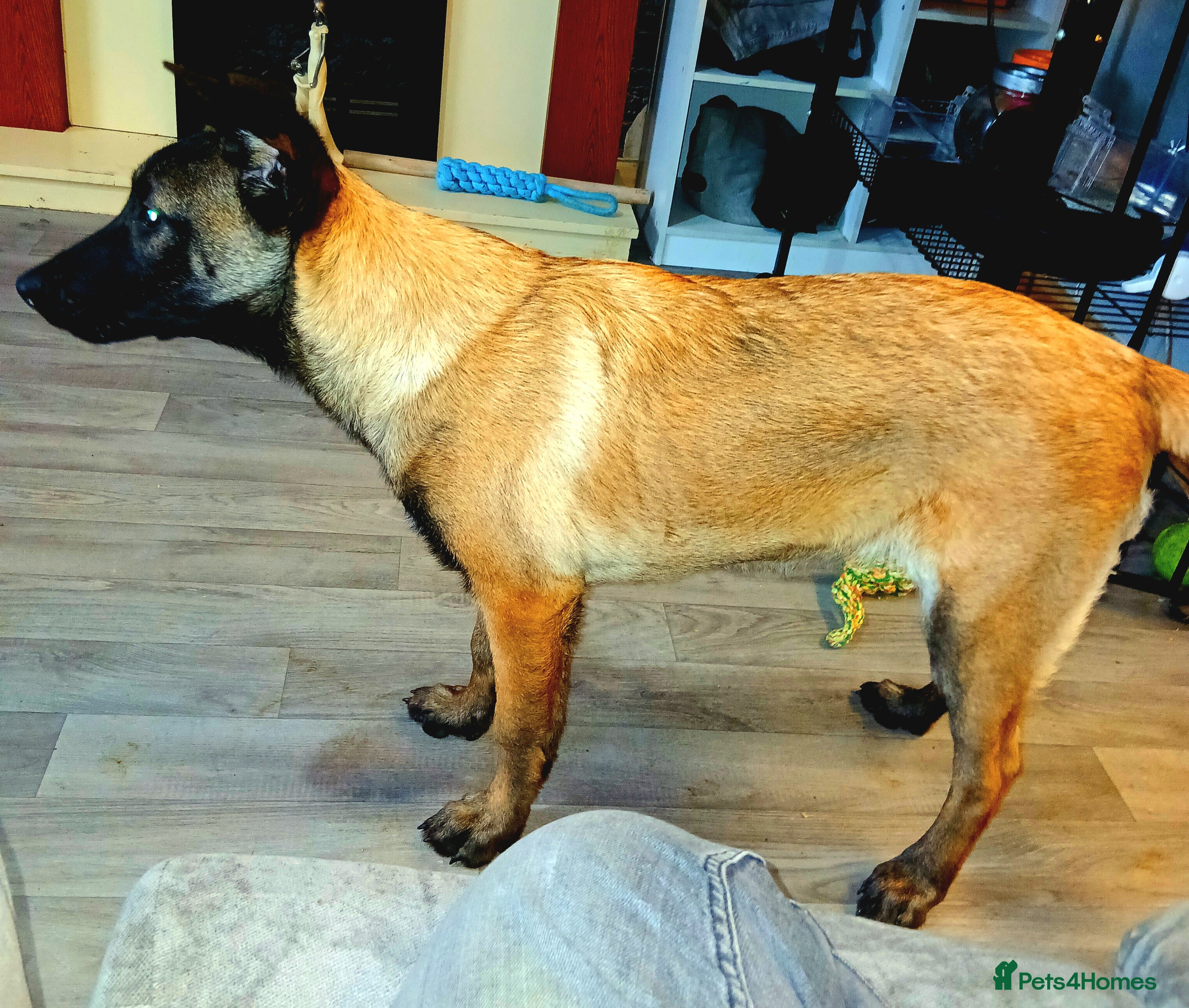 Belgian Shepherd Dog dogs Belgium malinois for sale - Advert 1