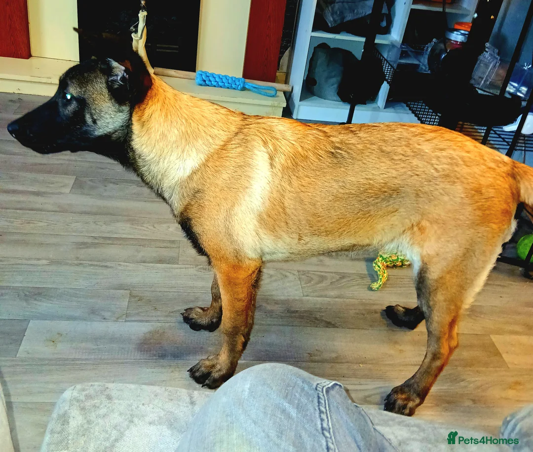 Belgian Shepherd Dog dogs for sale: Belgium malinois for sale - Advert 1