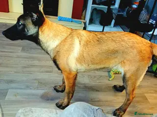 Belgian Shepherd Dog dogs Belgium malinois for sale - Advert 1