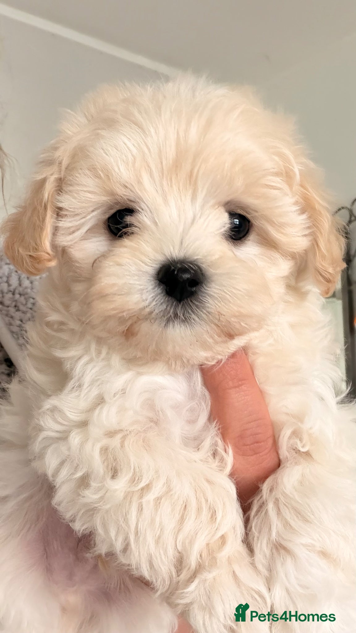 Maltipoo dogs Asian Toy Maltipoos  - Advert 2