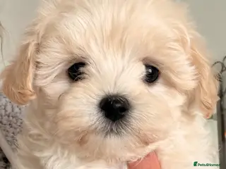 Maltipoo dogs Asian Toy Maltipoos - Advert 4