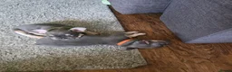 French Bulldog dogs for sale: Adorable French bulldog pups for sale  in Ware - Advert 11