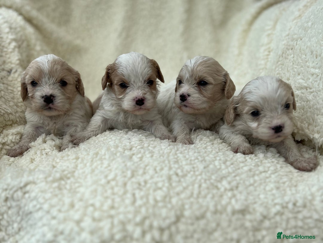 Cavachon dogs for sale: Beautiful Cavashon puppies  - Image 4