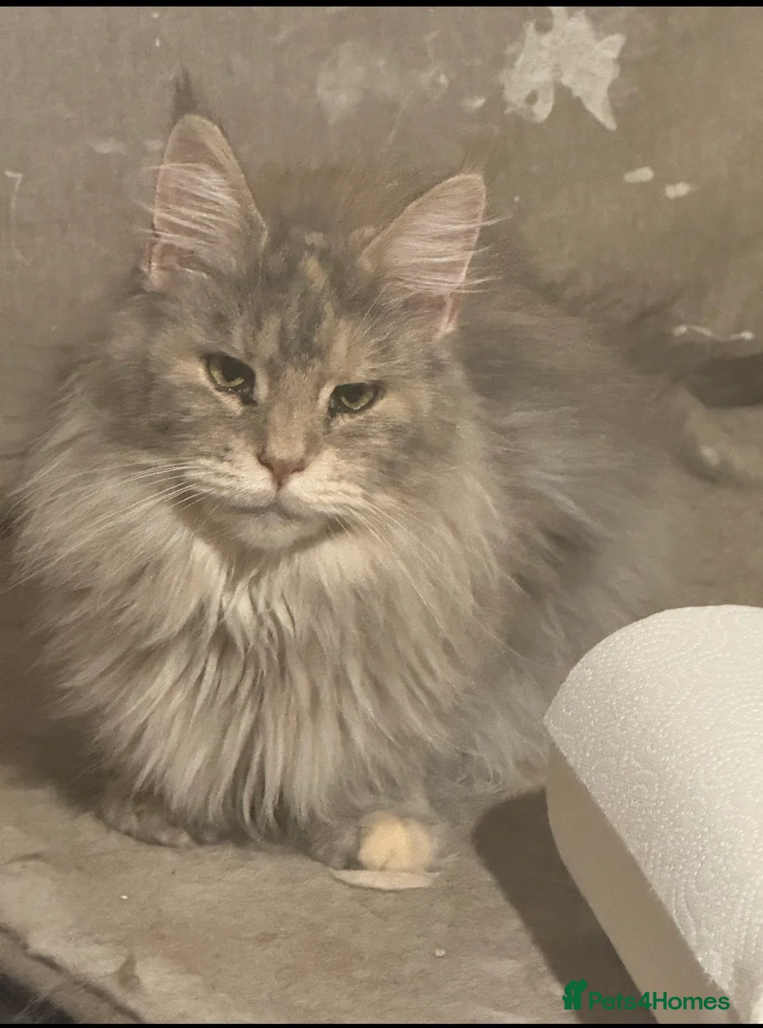 Maine Coon cats for sale: Full Maine Coon female - Advert 13