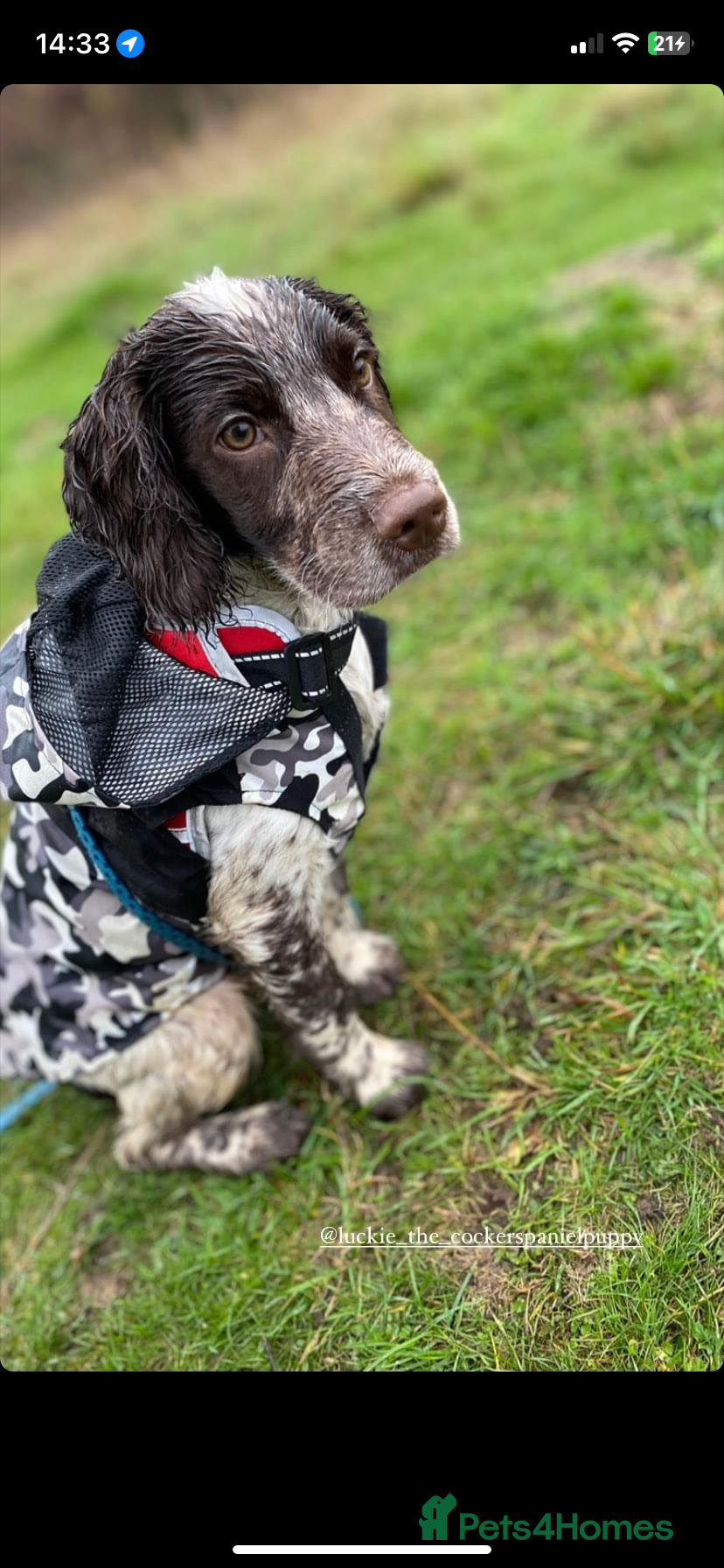 Cocker Spaniel dogs Crazy Cocker spaniel for studding. in Kettering - Advert 16