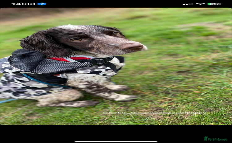 Cocker Spaniel dogs in Kettering - Advert 1