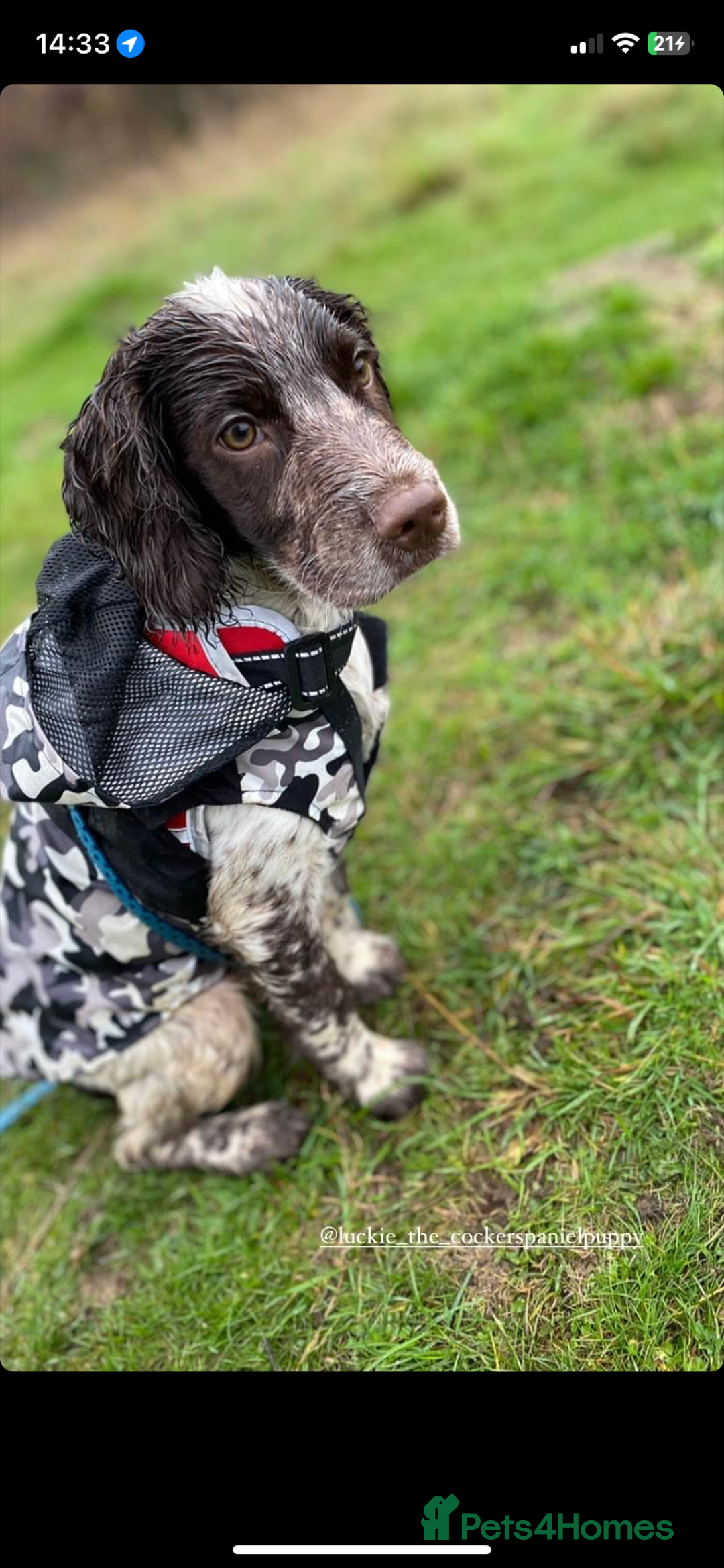 Cocker Spaniel dogs for stud: Crazy Cocker spaniel for studding. in Kettering - Image 1