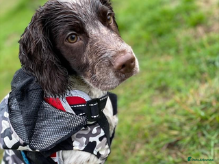 Cocker Spaniel dogs in Kettering - Advert 29