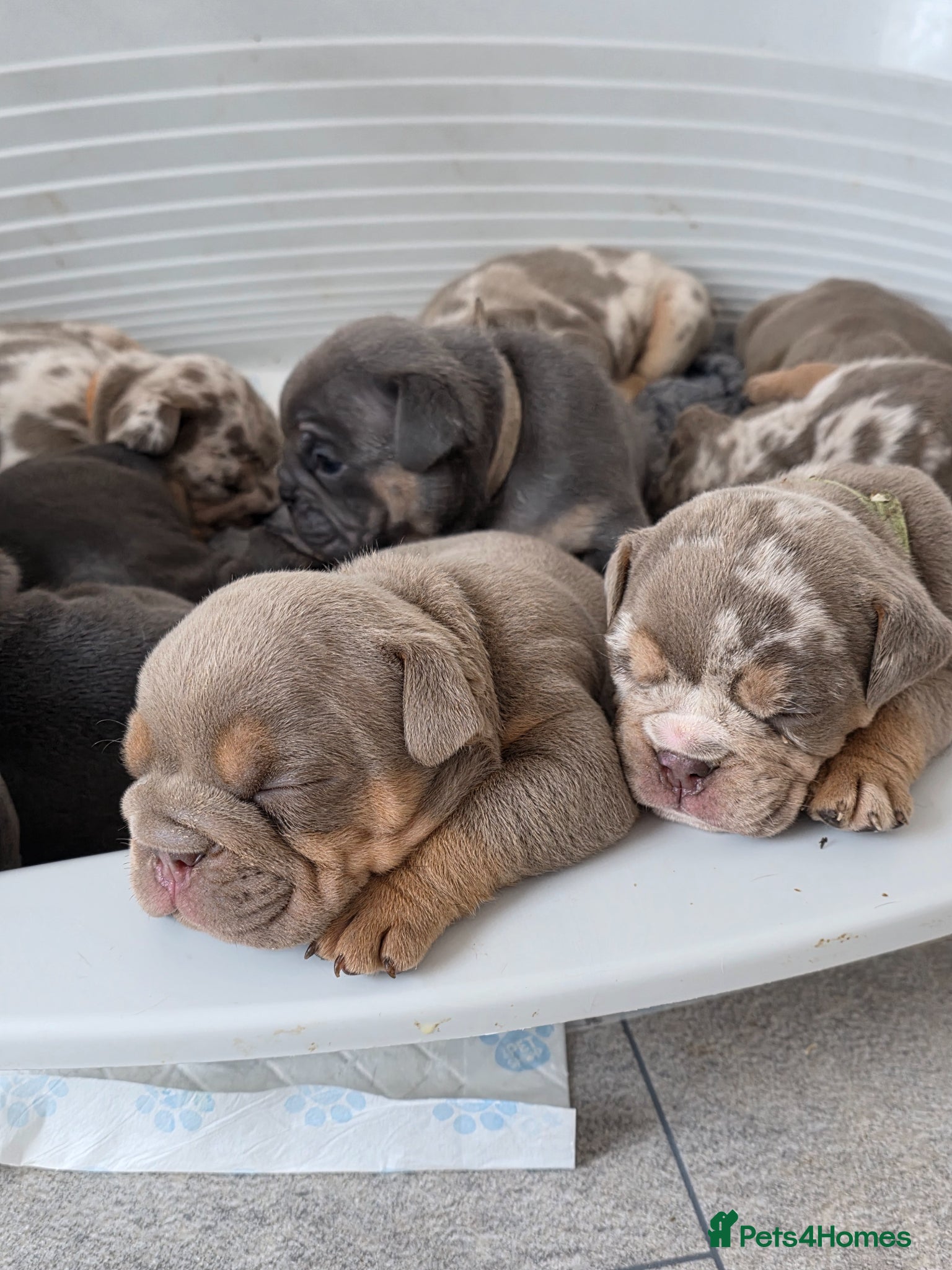 English Bulldog dogs british bulldog pups - Advert 4