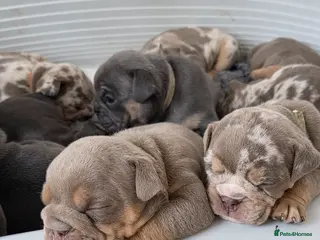 English Bulldog dogs british bulldog pups - Advert 3