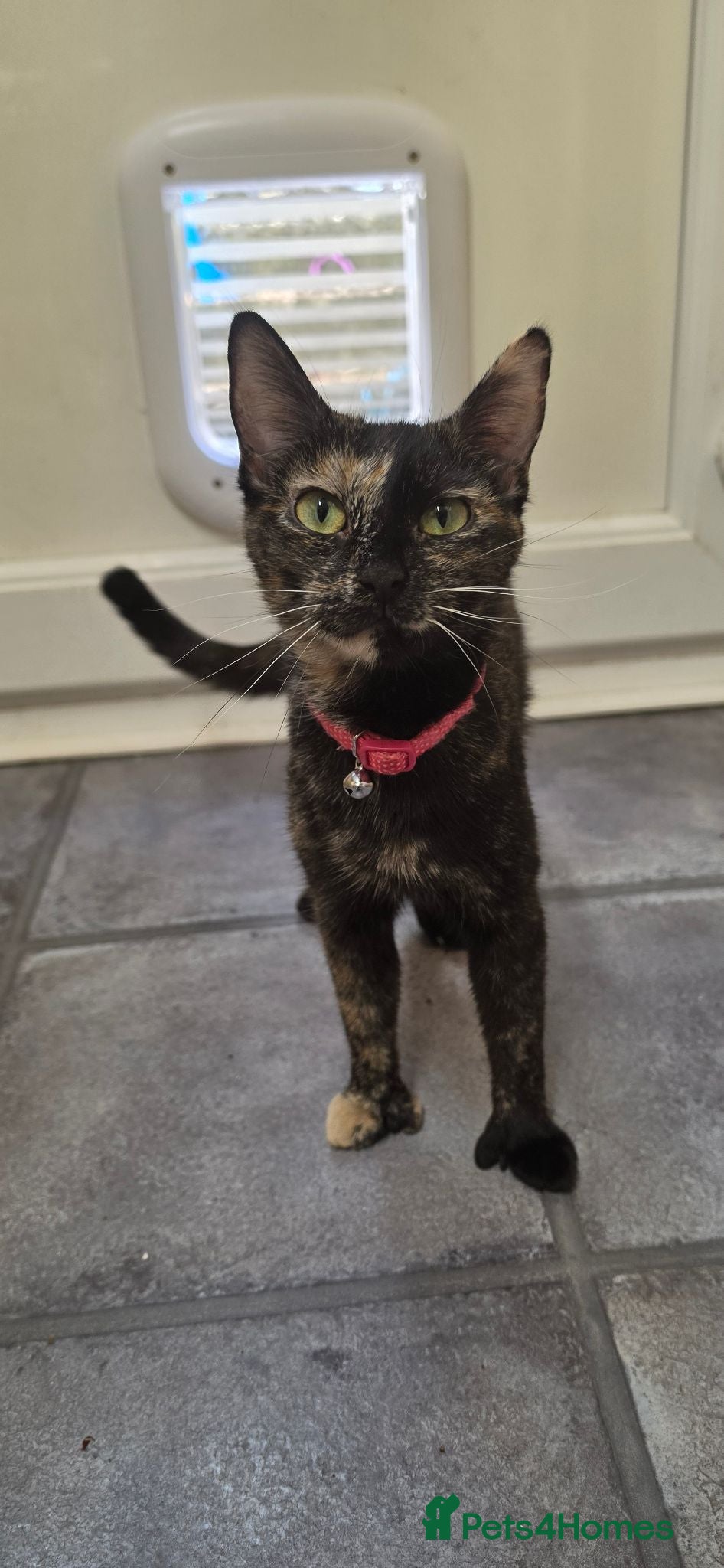 Mixed Breed cats 1 ginger 2 black kittens - Advert 6