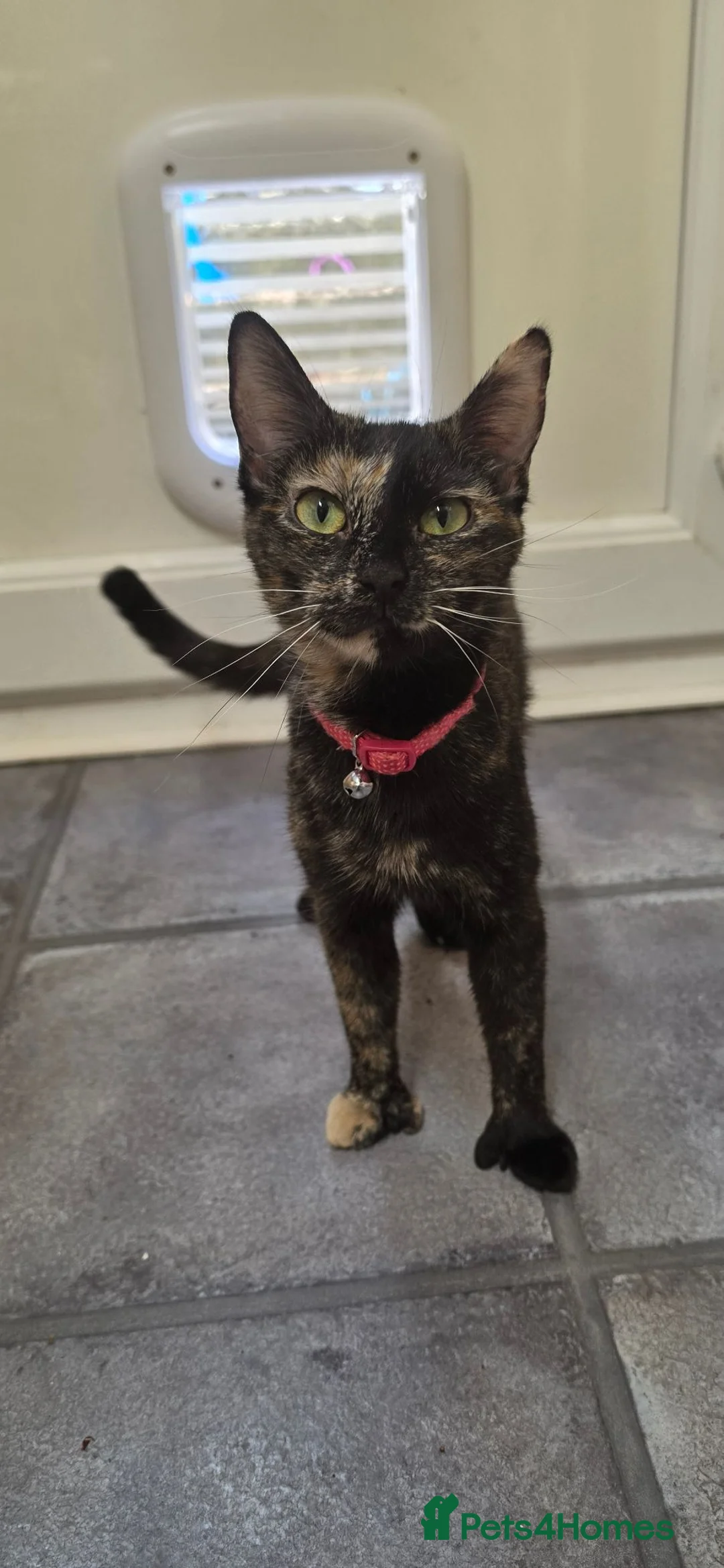 Mixed Breed cats for sale: 1 ginger 2 black kittens - Advert 1