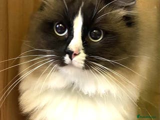 Ragdoll cats Ragdoll male GCCF Active. Mitted Seal Point - Advert 3