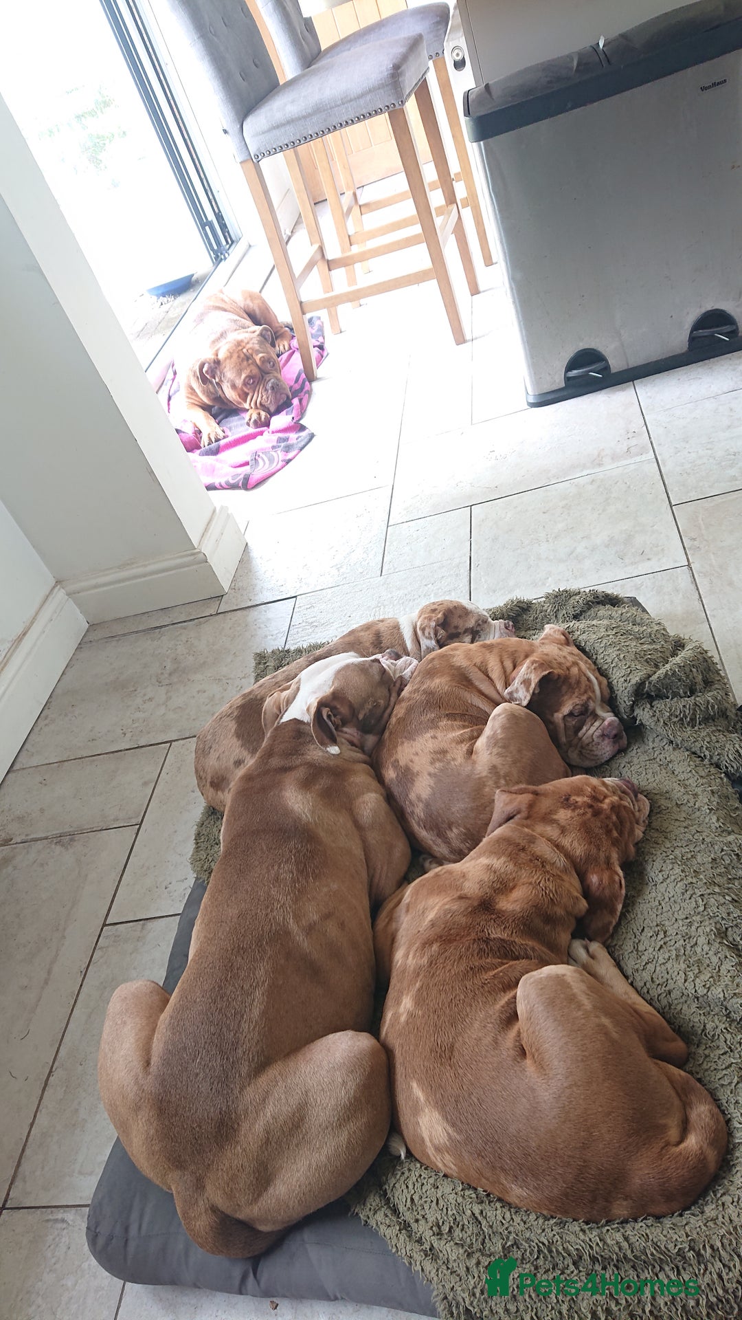 Old Tyme Bulldog dogs for sale: Bulldog pups 💜 1 GIRL LEFT REDUCED 💜   - Image 5