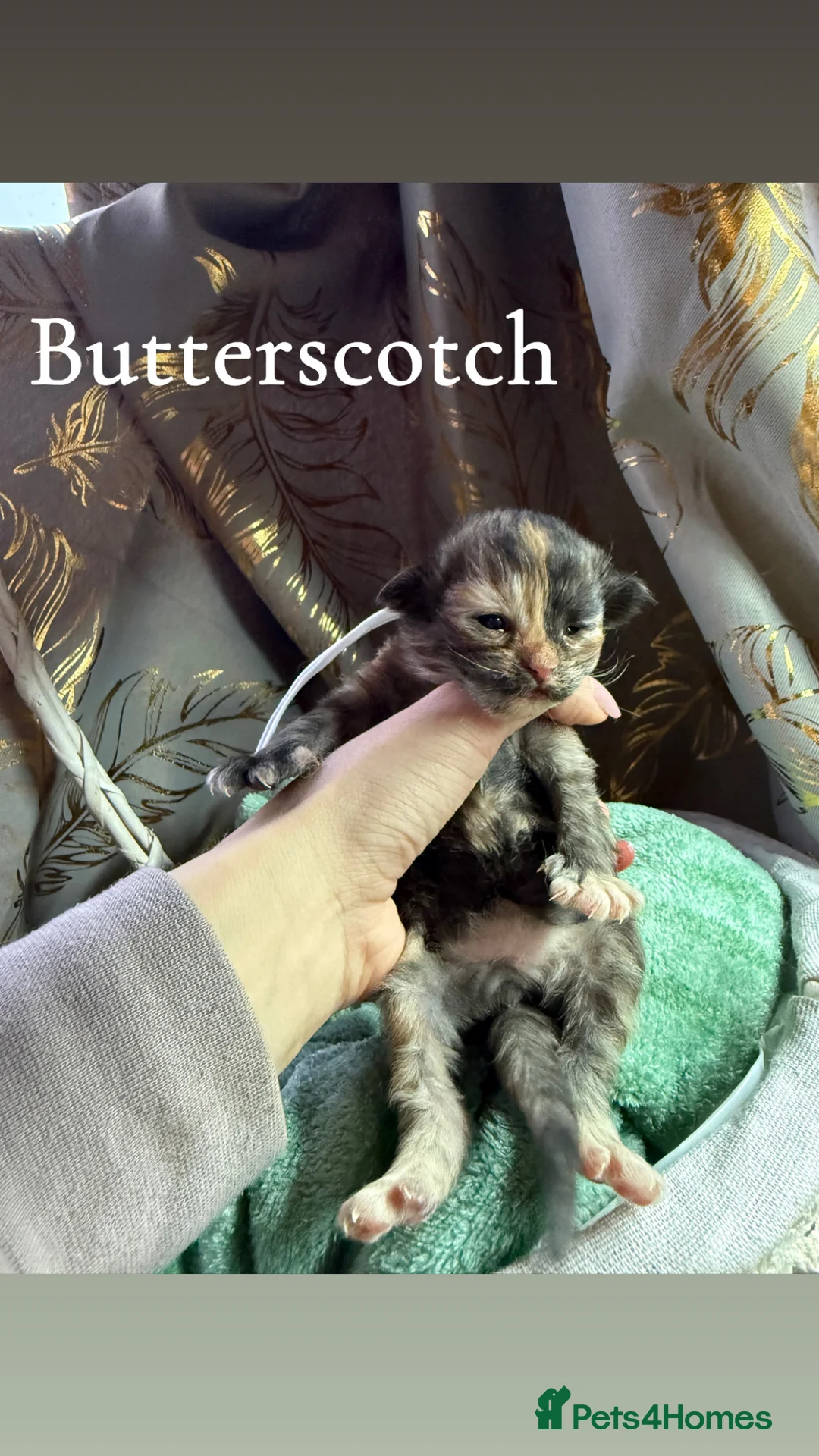 Siberian cats for sale: 6 beautiful siberian kittens  - Advert 9