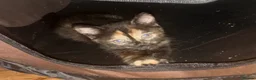 Mixed Breed cats for sale: 4 beautiful kittens in Blackburn - Advert 4
