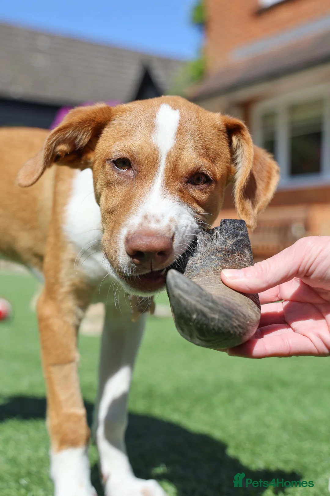 Mixed Breed dogs for adoption: Little Lad Loxy in Hook - Advert 25