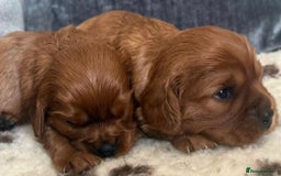 Cavalier King Charles Spaniel dogs for sale: K C registered Ruby Cavaliers - health tested  - Image 1
