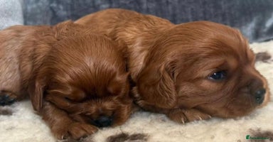 Cavalier King Charles Spaniel dogs - Advert 2