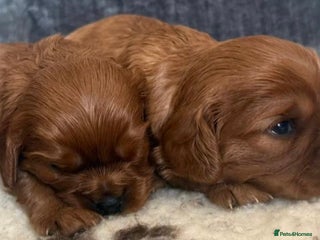 Cavalier King Charles Spaniel dogs - Advert 2