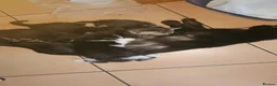 Mixed Breed cats for sale: Tabby and 2 black kittens - Advert 1