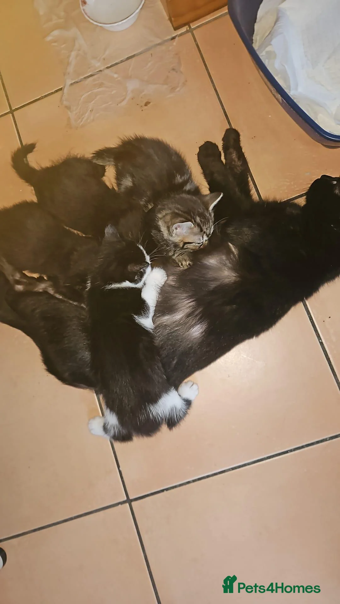 Mixed Breed cats for sale: Tabby and 2 black kittens - Advert 1