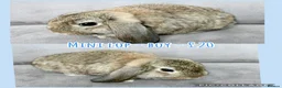Mini Lop rabbits for sale: Mini Lop Rabbits - Advert 16