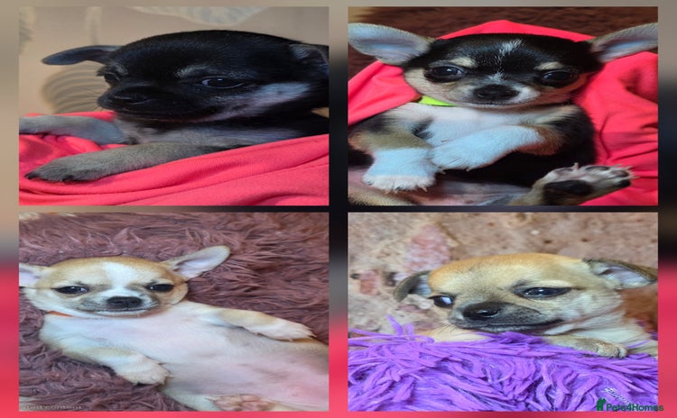 Chihuahua dogs CHIHUAHUA PUPPY  - Advert 3