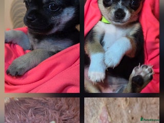 Chihuahua dogs CHIHUAHUA PUPPY - Advert 13