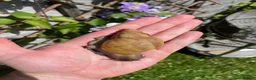 Snails invertebrates for sale: Giant African Snails for sale! - Advert 4