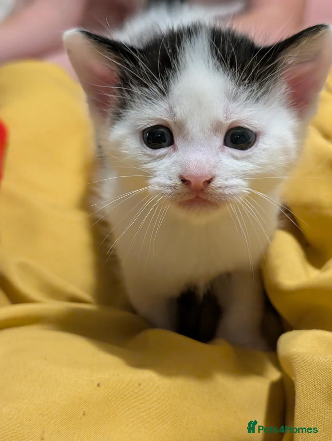 Domestic Shorthair cats for sale: Litter of kittens looking for their forever home - Advert 15