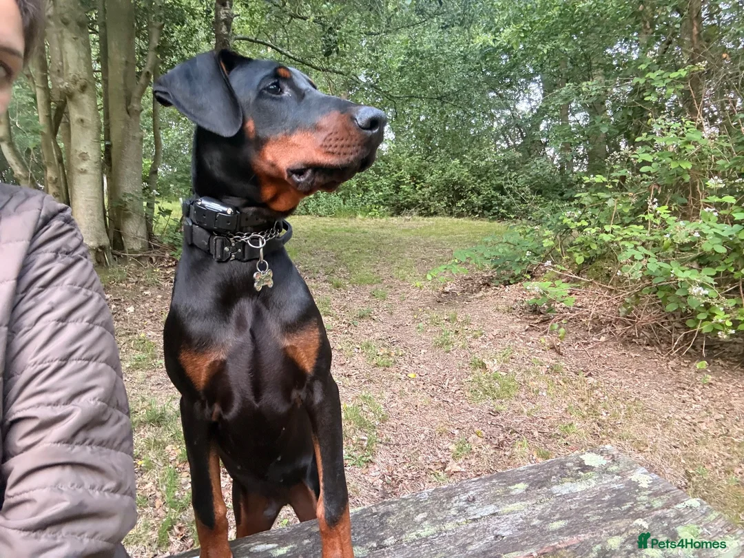 Dobermann dogs for sale: 9 month old Doberman in Heathfield - Advert 1
