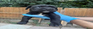 Presa Canario 1
