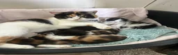 Mixed Breed cats for sale: *ONLY ONE LEFT* Happy, friendly litter of Kittens - Advert 10