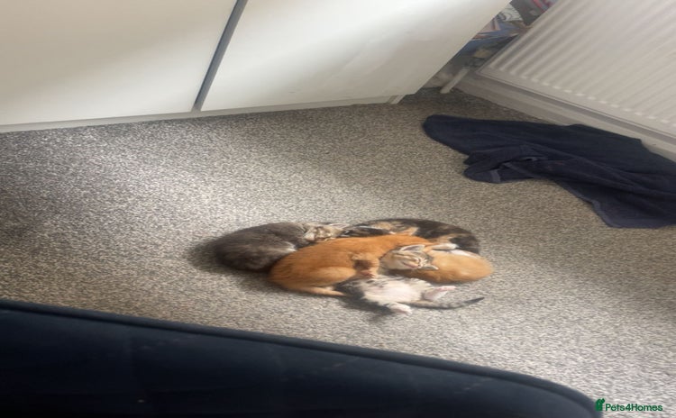 Mixed Breed cats - Advert 15
