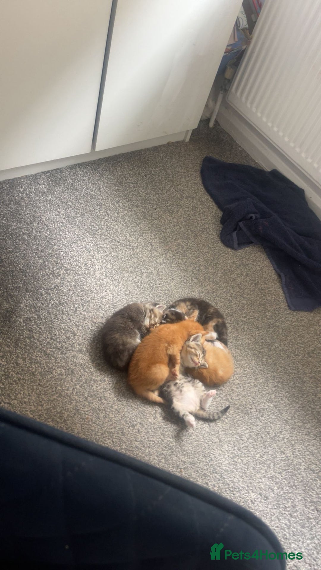 Mixed Breed cats for sale: Beautiful kittens  - Image 1