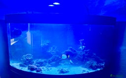 Butterfly Fish fish for sale: Marine fish for sale  - Image 5