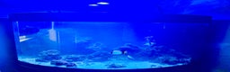 Butterfly Fish fish for sale: Marine fish for sale  - Advert 5