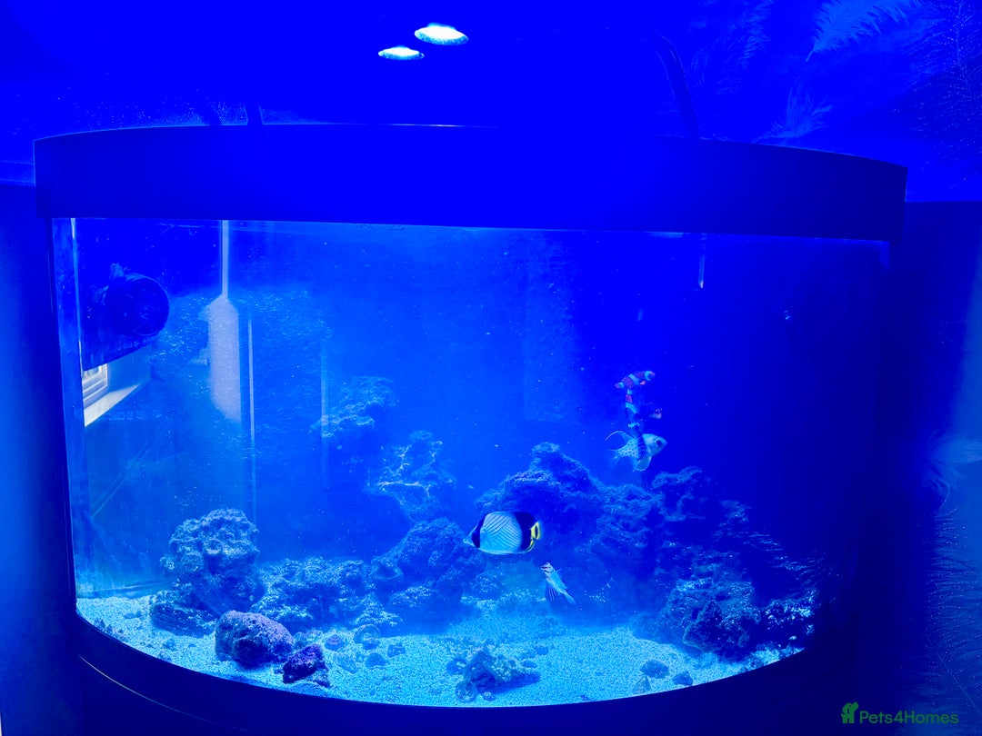 Butterfly Fish fish for sale: Marine fish for sale  - Image 5